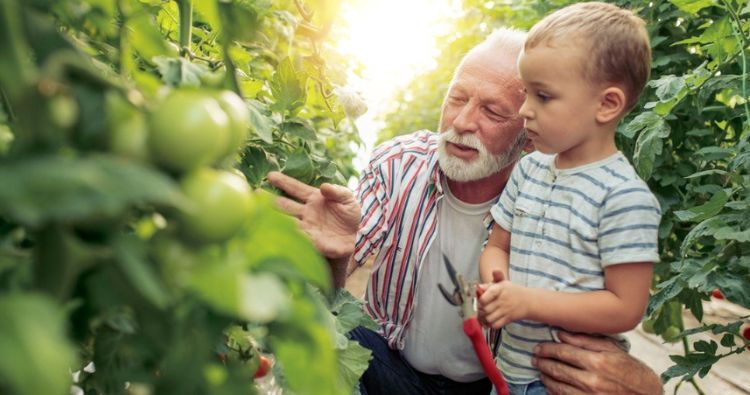 A grandfather shows his young grandson a newly grown tomato