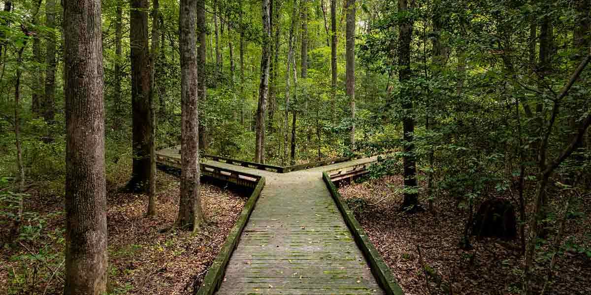 Path in forest