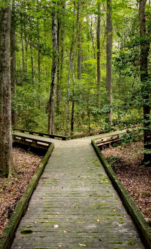 wooden path