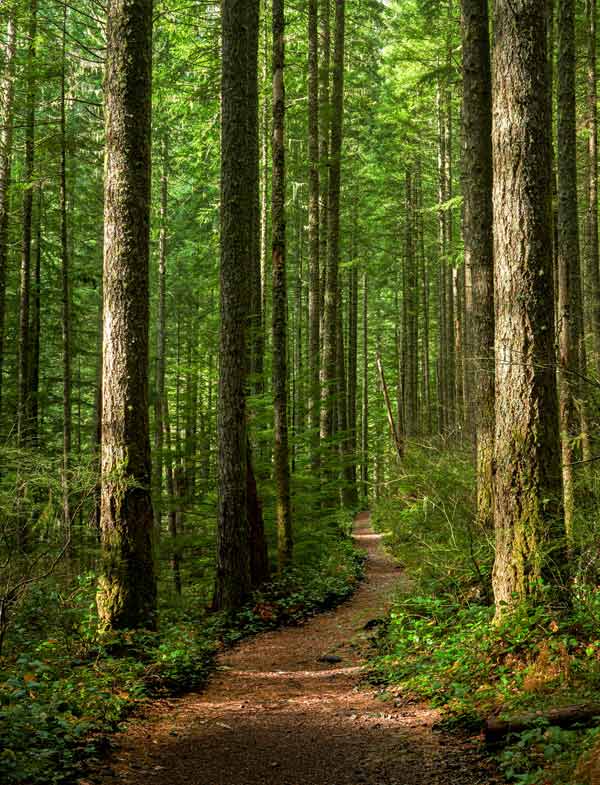 wooden path