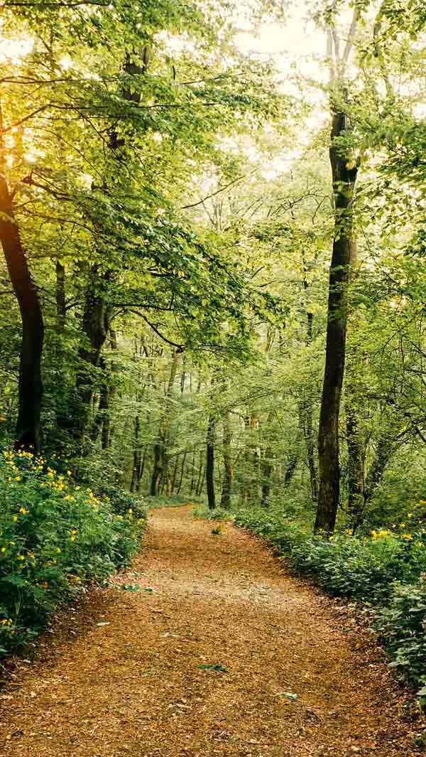 wooden path